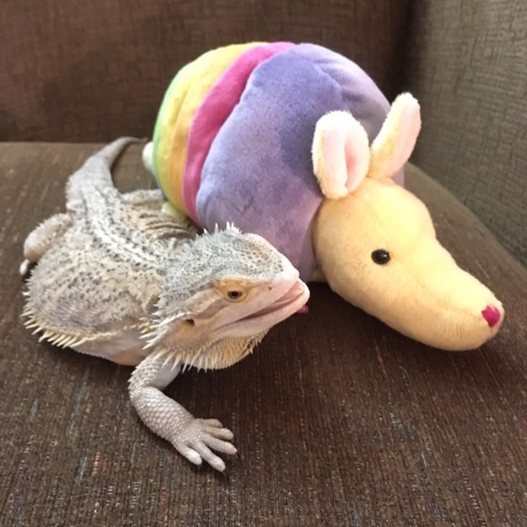 Meet your Posher, Holly - Picture 5 of 12